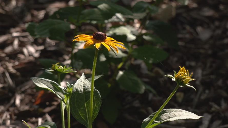 The WDRB 'Flutter Farm' habitat for monarch butterflies (as of July 21, 2023)