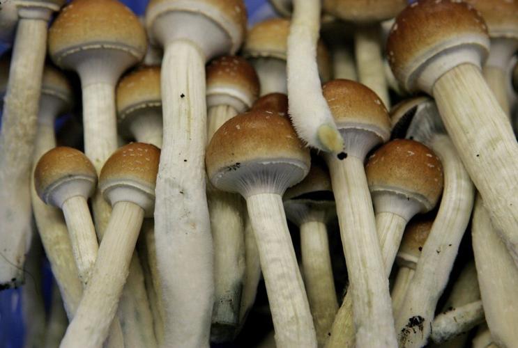 Magic mushrooms AP FILE 1.jpeg