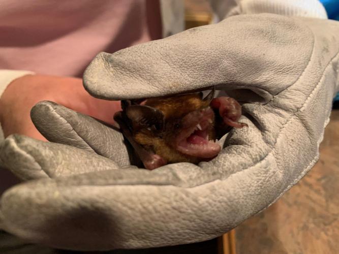 bat keith 4-8-20.jpg