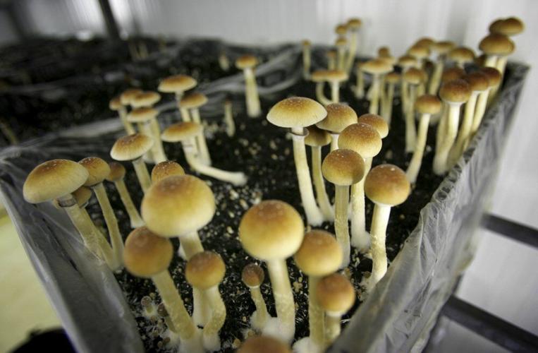 Magic mushrooms AP FILE 3.jpeg