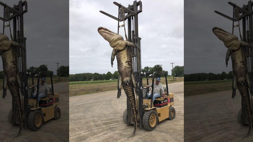 Arkansas Longest Gator 9-30-20.jpg