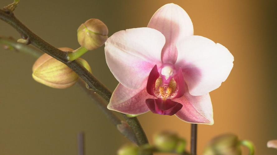 Orchid.jpeg