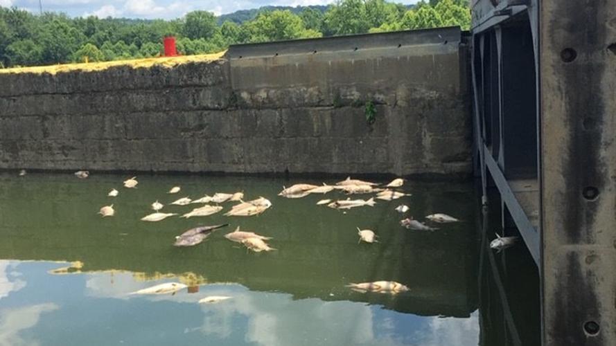 Dead fish in the Kentucky River days after Jim Beam warehouse fire (July 2019)