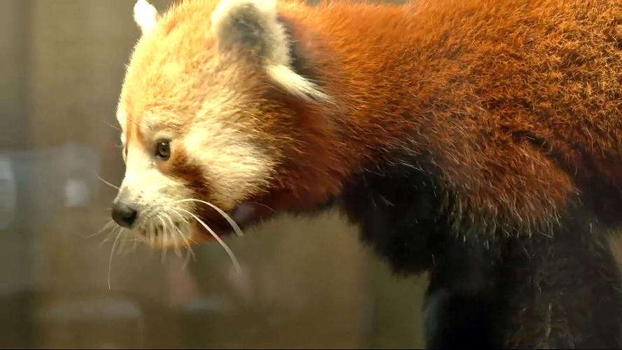 A red panda was unveiled as the Louisville Zoo's newest animal on May 16, 2023.