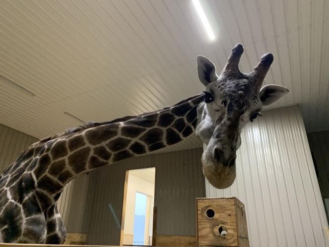 Wilstem Wildlife Park