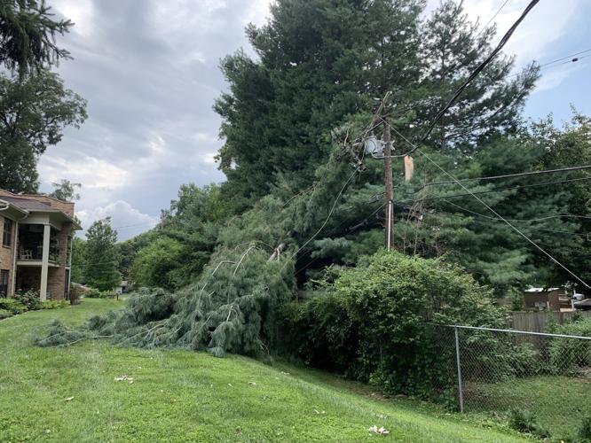Downed tree on power line