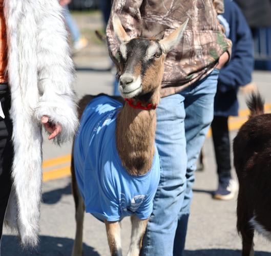 A goat looks on at Bockfest.JPG