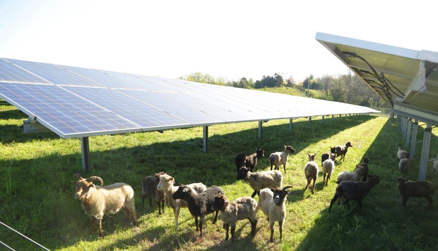 Sheep at Mercer County solar plant.jpg