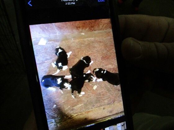 KSP stolen puppies (2).jpg