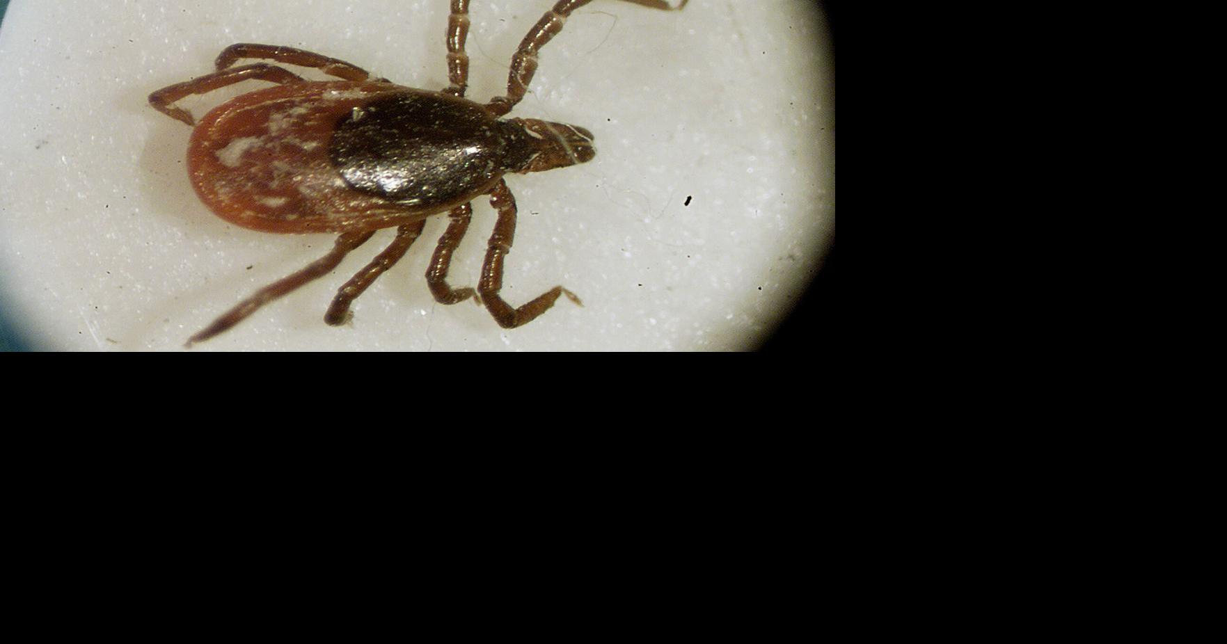 Louisville health officials release safety tips ahead of tick season | Local News