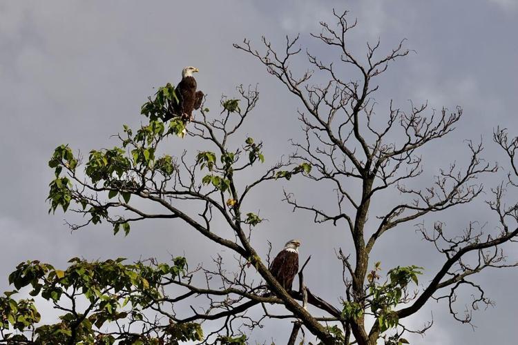 Bald eagles seen at GE Appliance Park