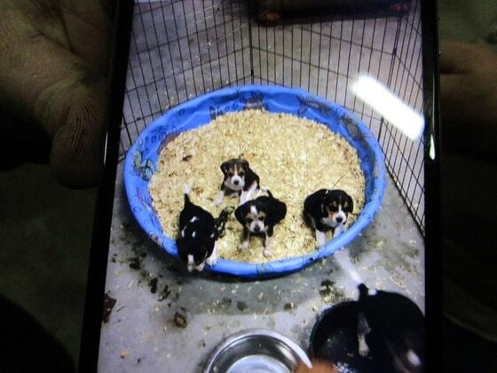 KSP stolen puppies.jpg