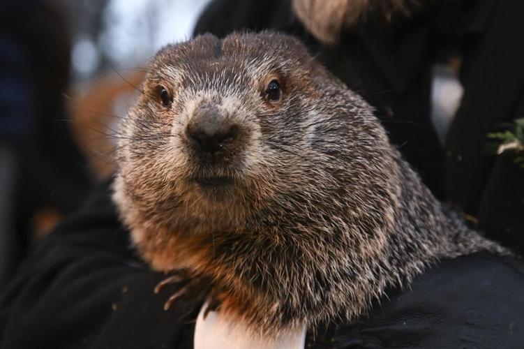 Punxsutawney Phil close-up