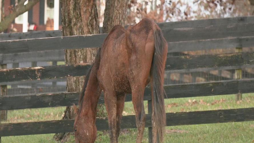 KHS rescues malnourished horses 12-18-24