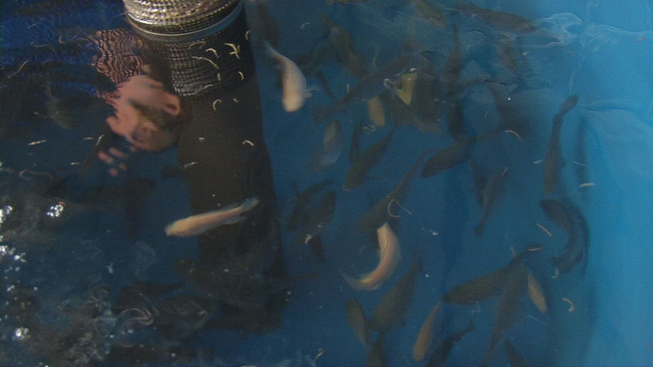 city farmers fish tanks