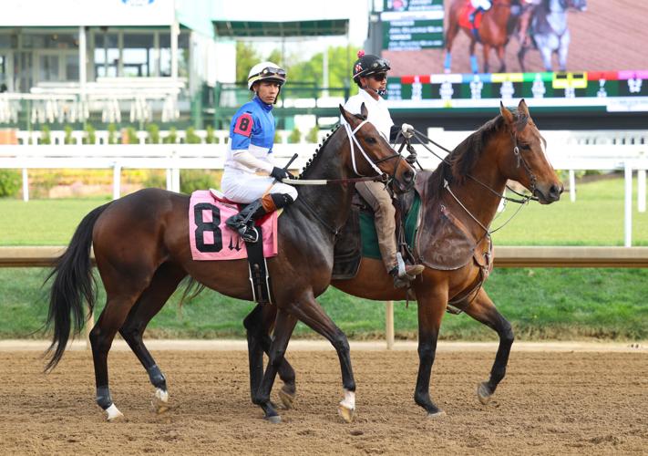 Horse and jockey after a race.JPG