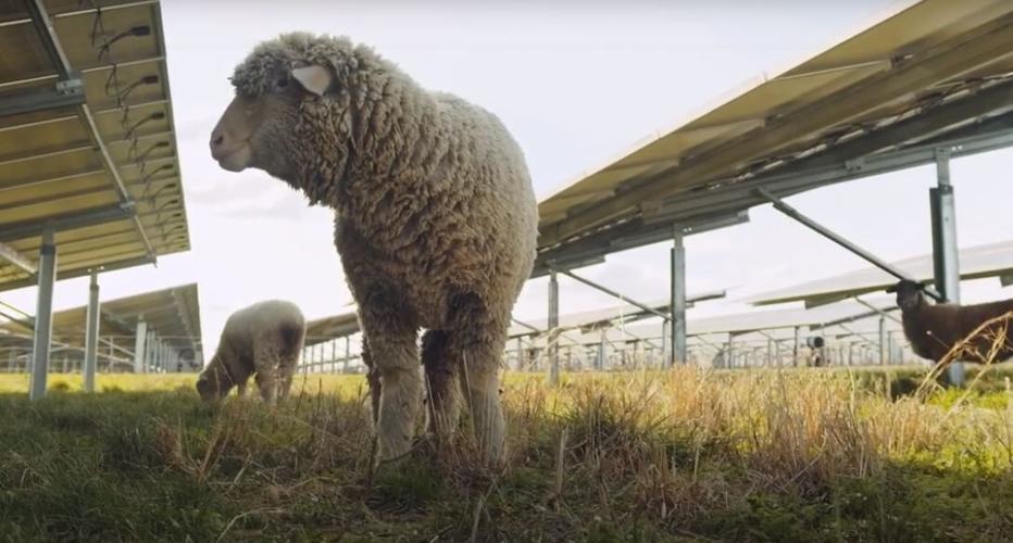 Sheep at solar plant in Mercer County.JPG