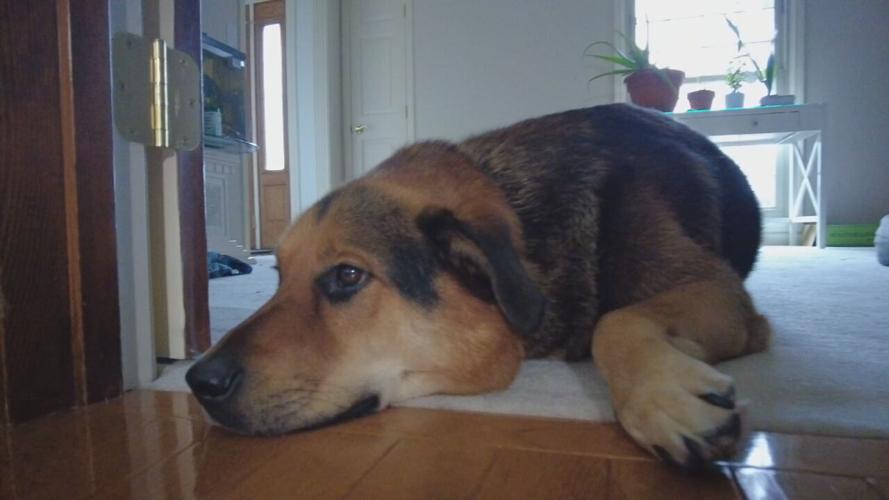 Dogs at UPS crash site adopted - 12.19.25