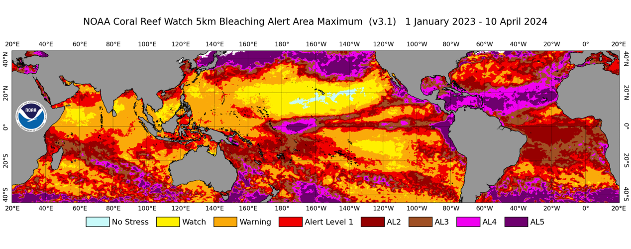 IMAGE-NOAA-Coral-Reef-Watch-global-5km-resolution-satellite-Coral-Bleaching-Alert-Area-Maximum-map-010123-041024-ct5km_baa5-max_v3.png