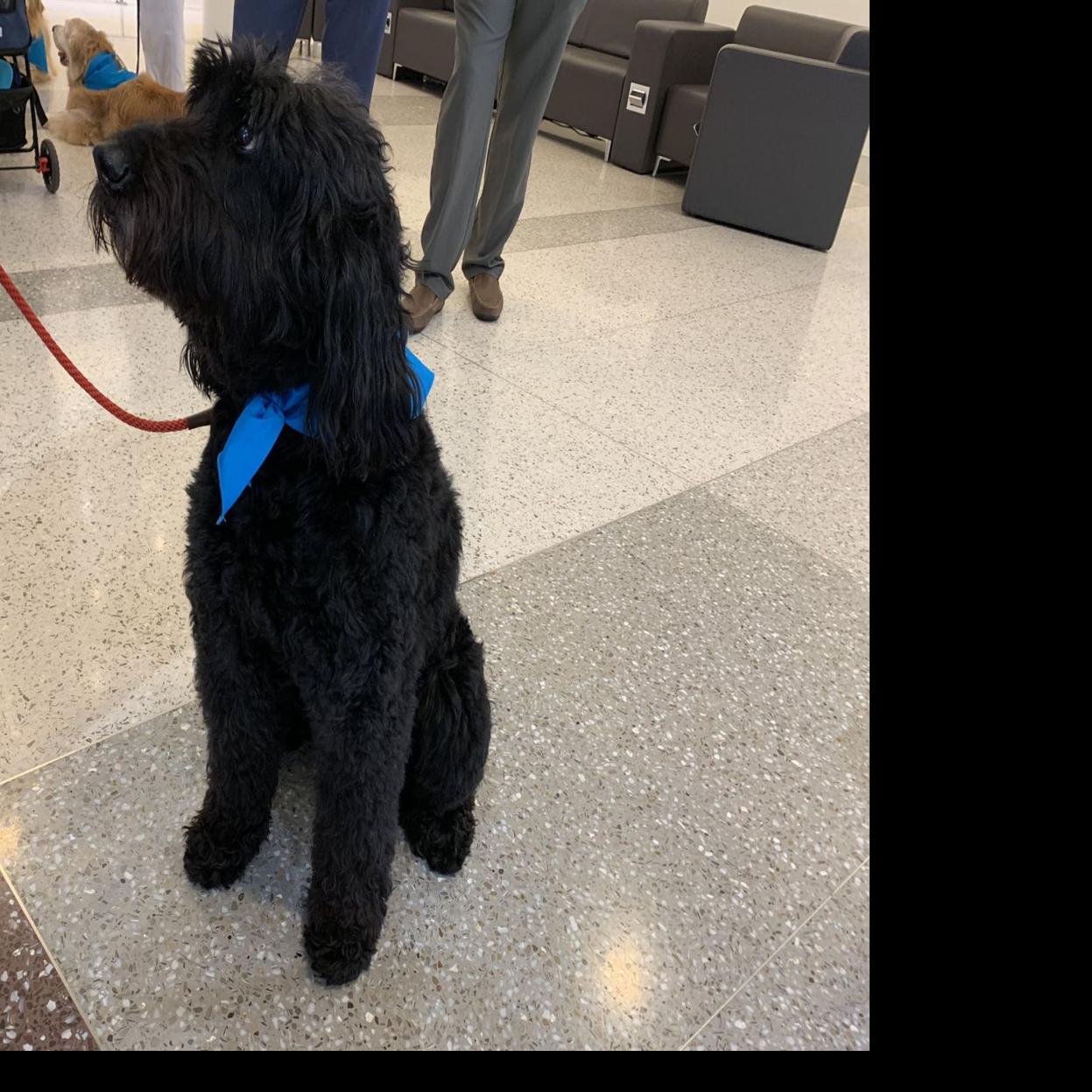 Therapy dog comforting UofL hospital patients