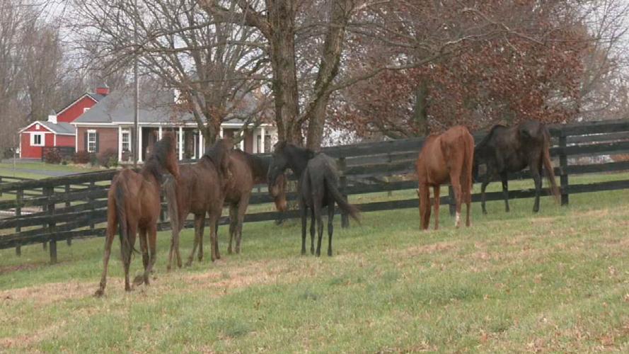 KHS rescues malnourished horses 12-18-24