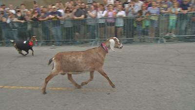 NuLu Celebrates the traditions of Bock Beer and Goat Races