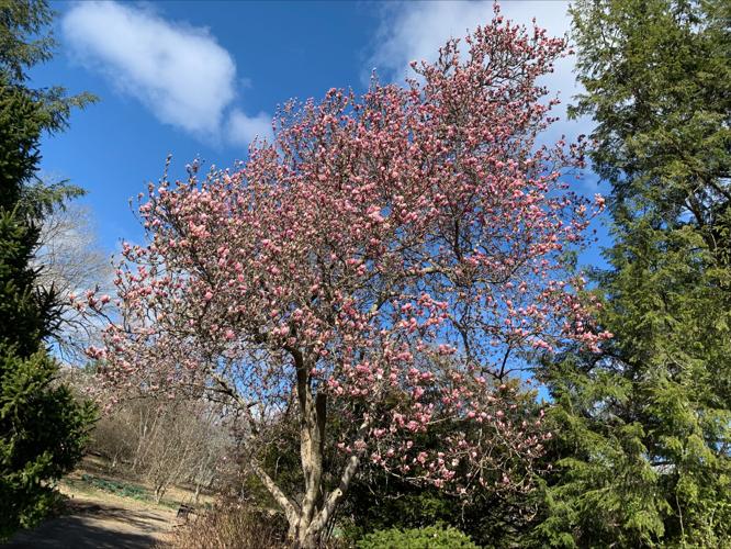 Yew Dell Botanical Gardens