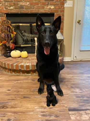 MT WASHINGTON K9.jpg