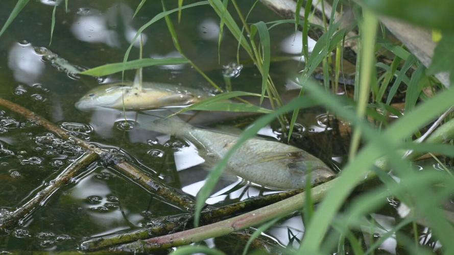 Willow Pond dead fish