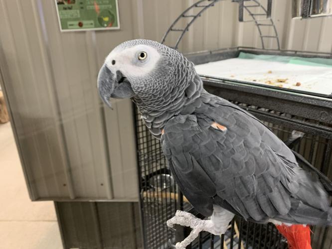 Wilstem Wildlife Park