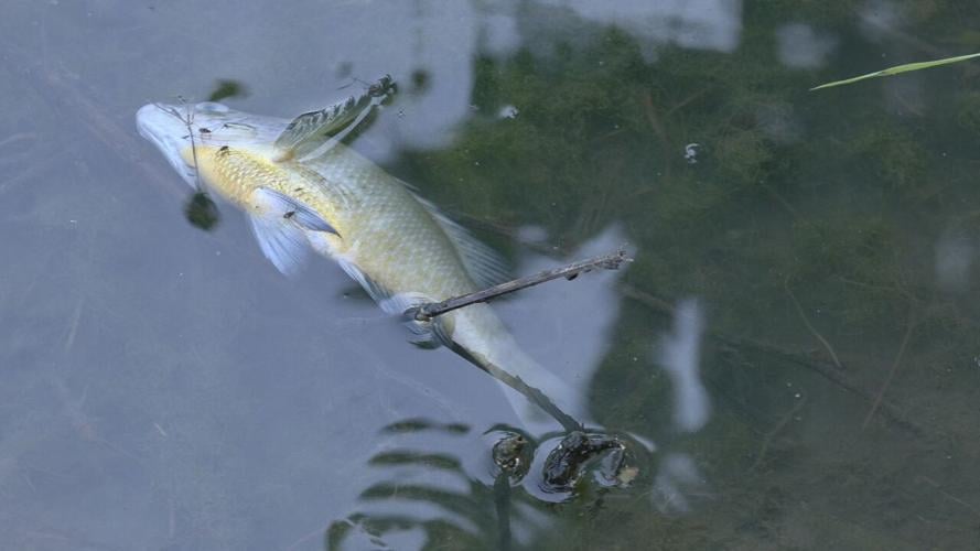 Willow Pond dead fish