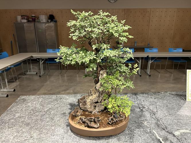 2nd annual Bonsai Weekend