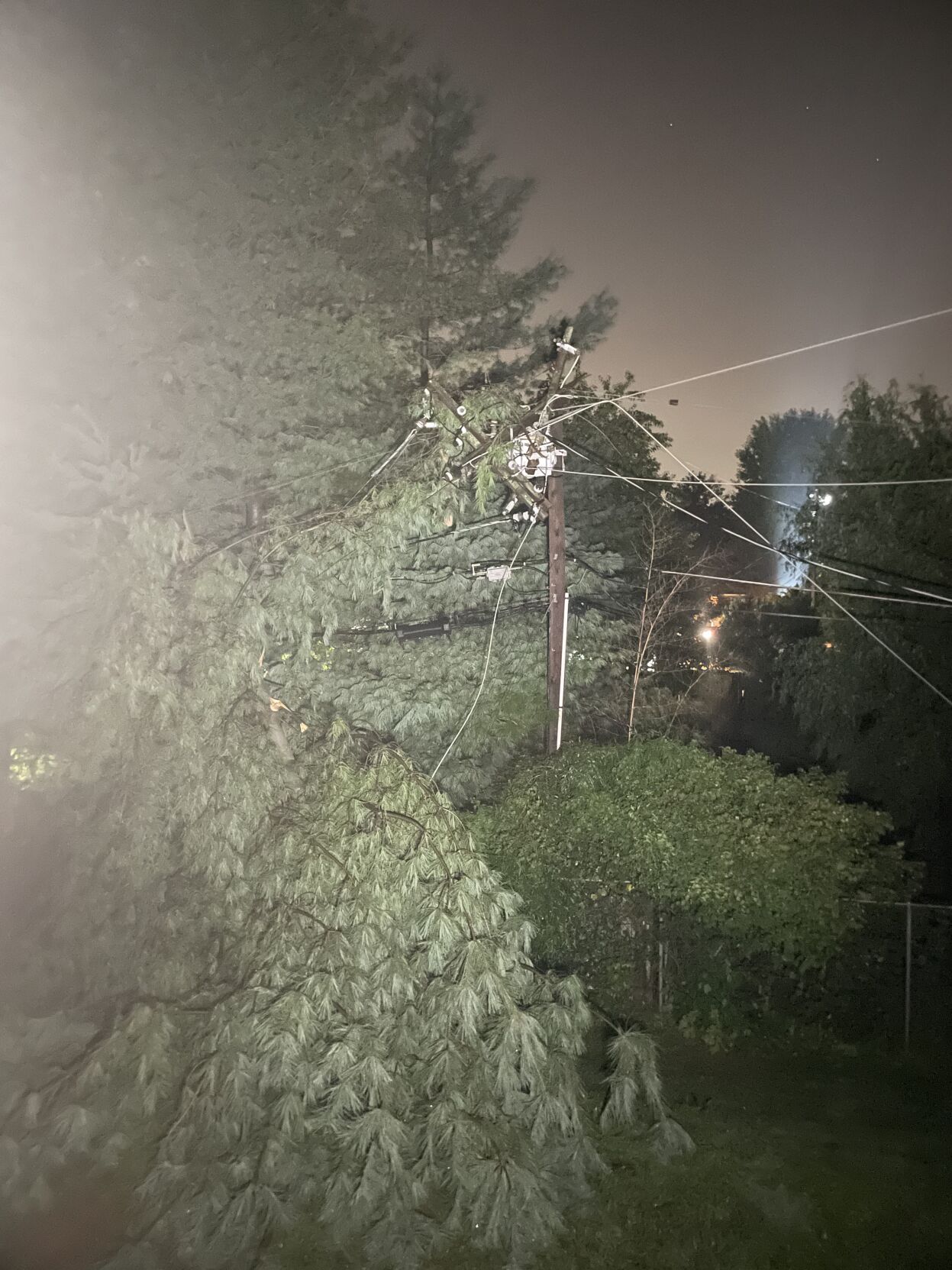 Tree fallen after storm in Louisville