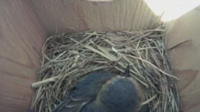 Bernheim Forest Bluebird cam.jpeg