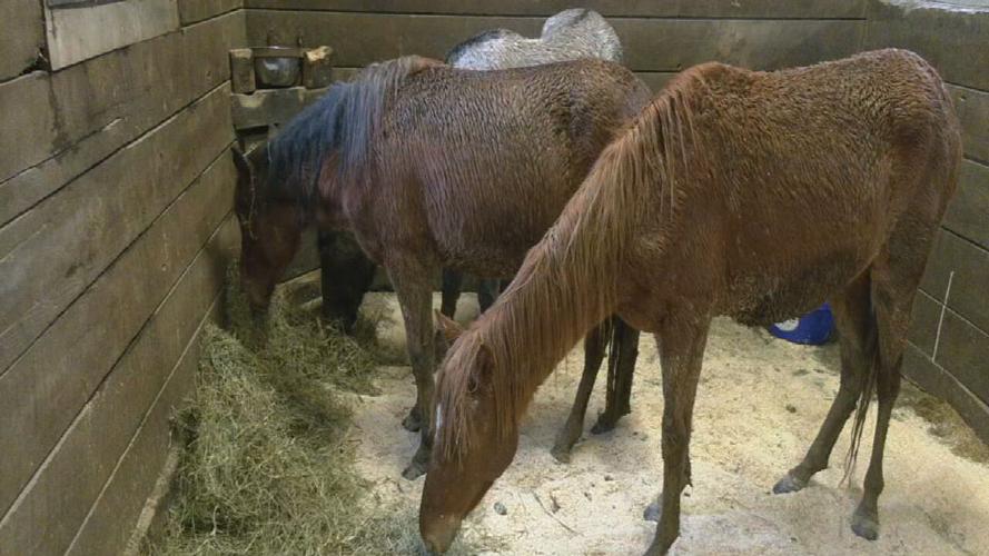 KHS rescues malnourished horses 12-18-24