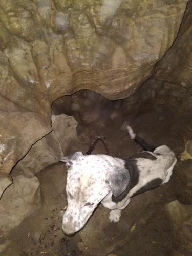 Dog rescued from Harrison County cave (3).jfif