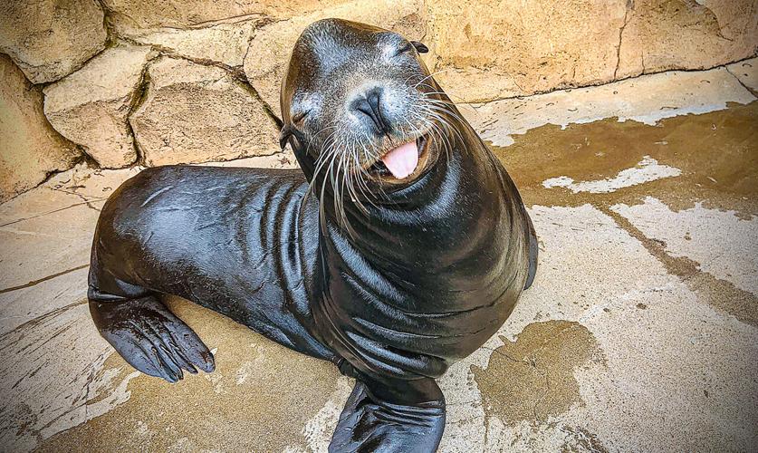 Bart, a California sea lion