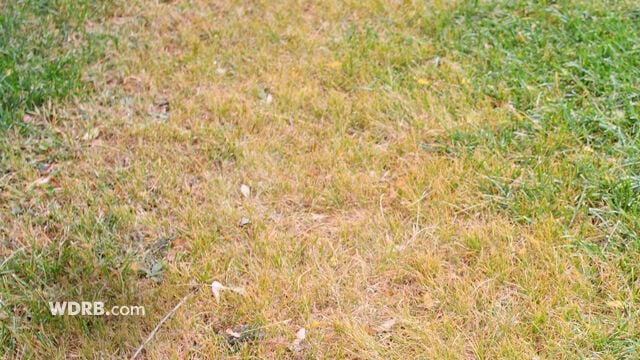 dry grass 2.jpg