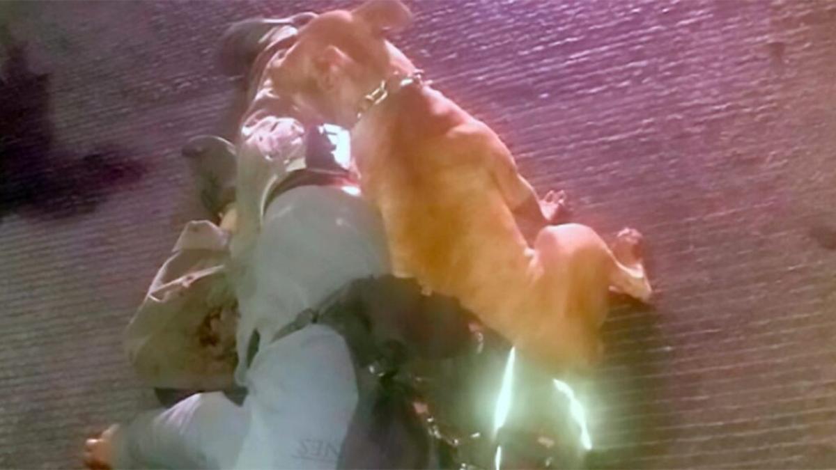heartbreaking mexico photo shows dog