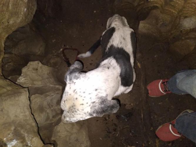 Dog rescued from Harrison County cave.jfif
