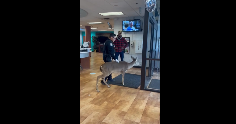 Deer at YMCA.png
