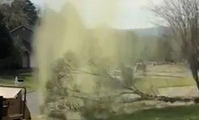 POLLEN BOMB! Slo-mo Video Of Pollen Exploding As Tree Gets Cut Down...