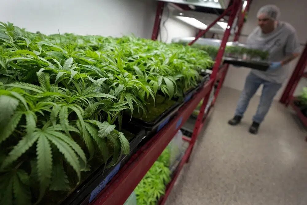 As Kentucky Legislature Debates Medical Marijuana, Advocates Press For ...