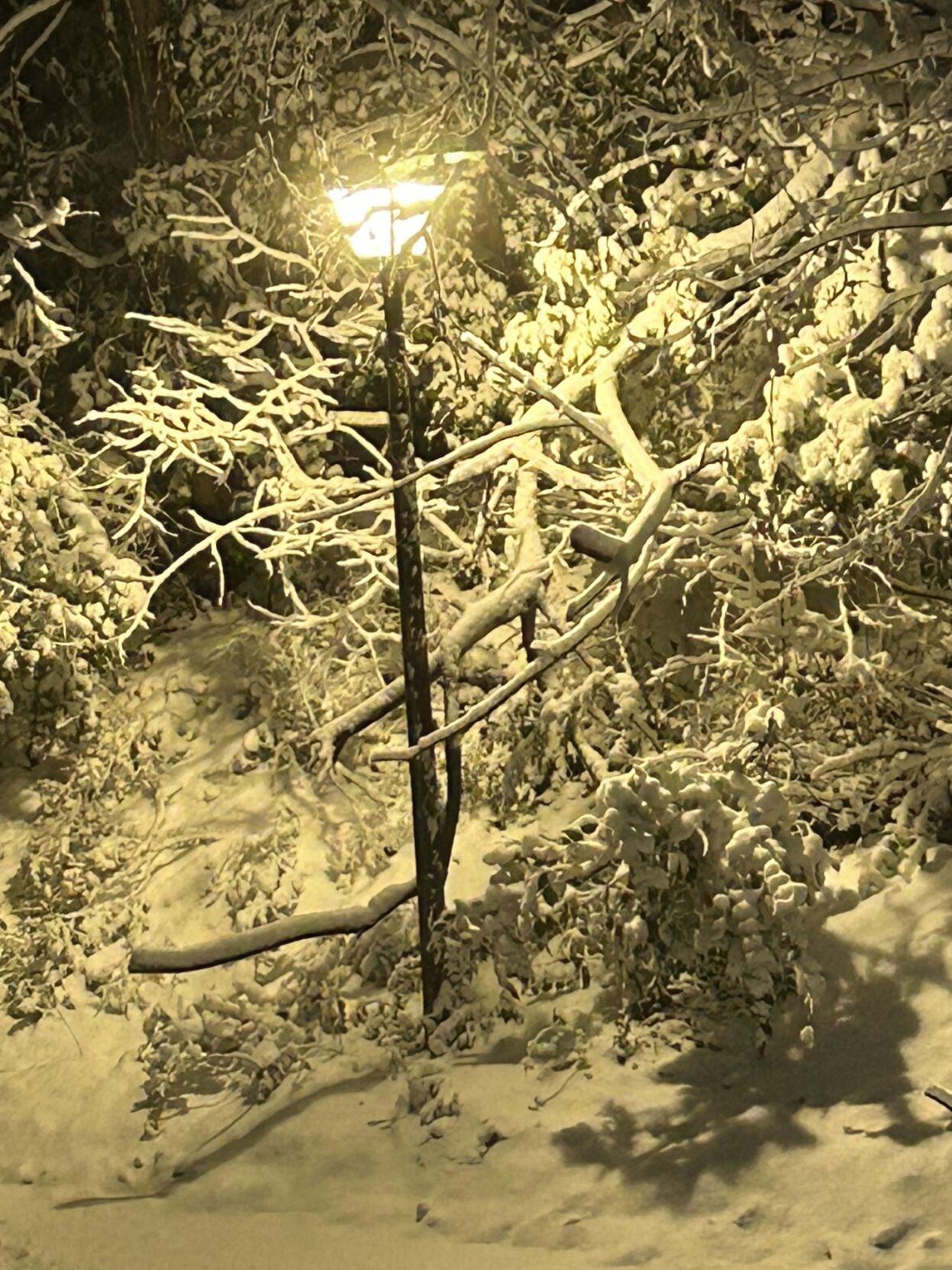 Snow in Clifton Heights2.jpg