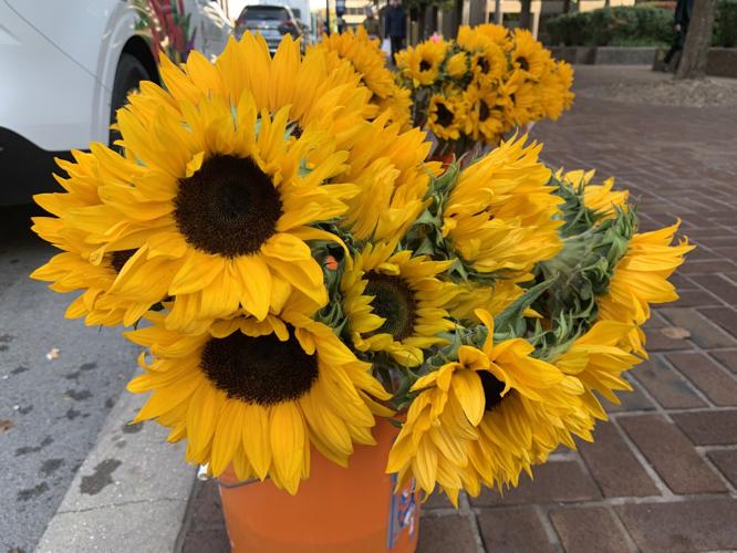 Local florist pays it forward by giving sunflowers away for free