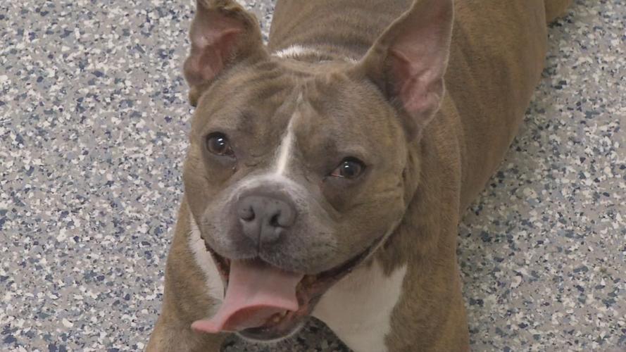 generic dog photo 070519