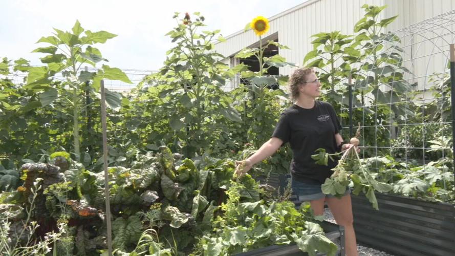 NORTON TRANSPORT GARDEN