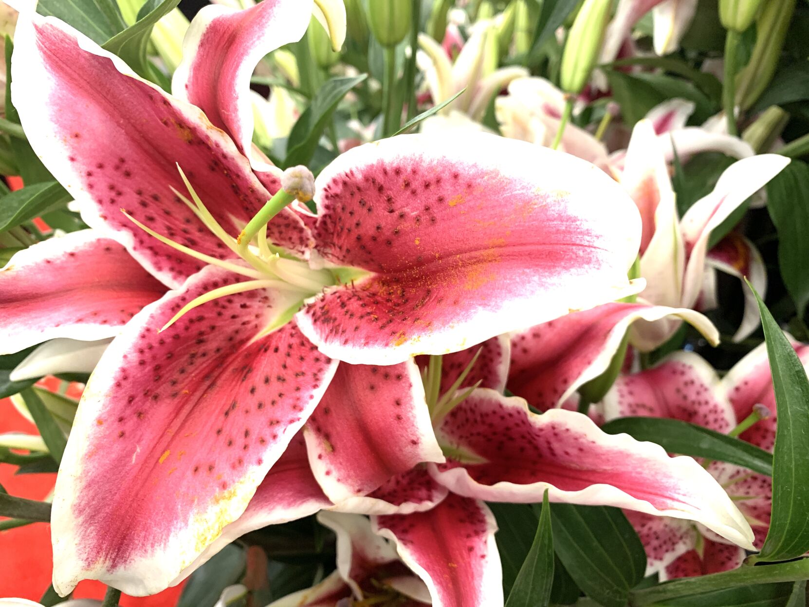 6274338d1438a.image.jpg?crop=