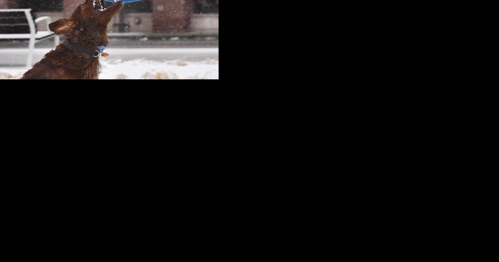 Kentucky Humane Society offers tips to protect your pets as temperatures drop - Vimarsana News