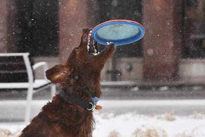 Dog catches frisbee in snow